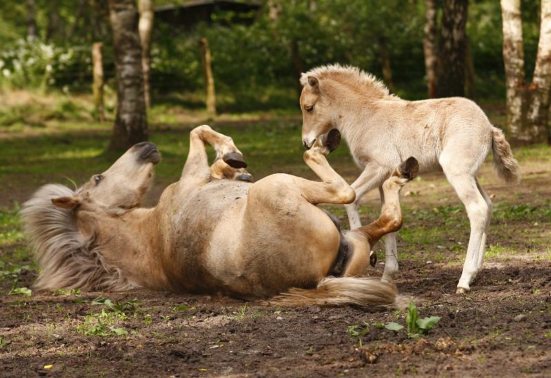 Lysir von Heidmoor und Ljoska von Heidmoor (11).jpg